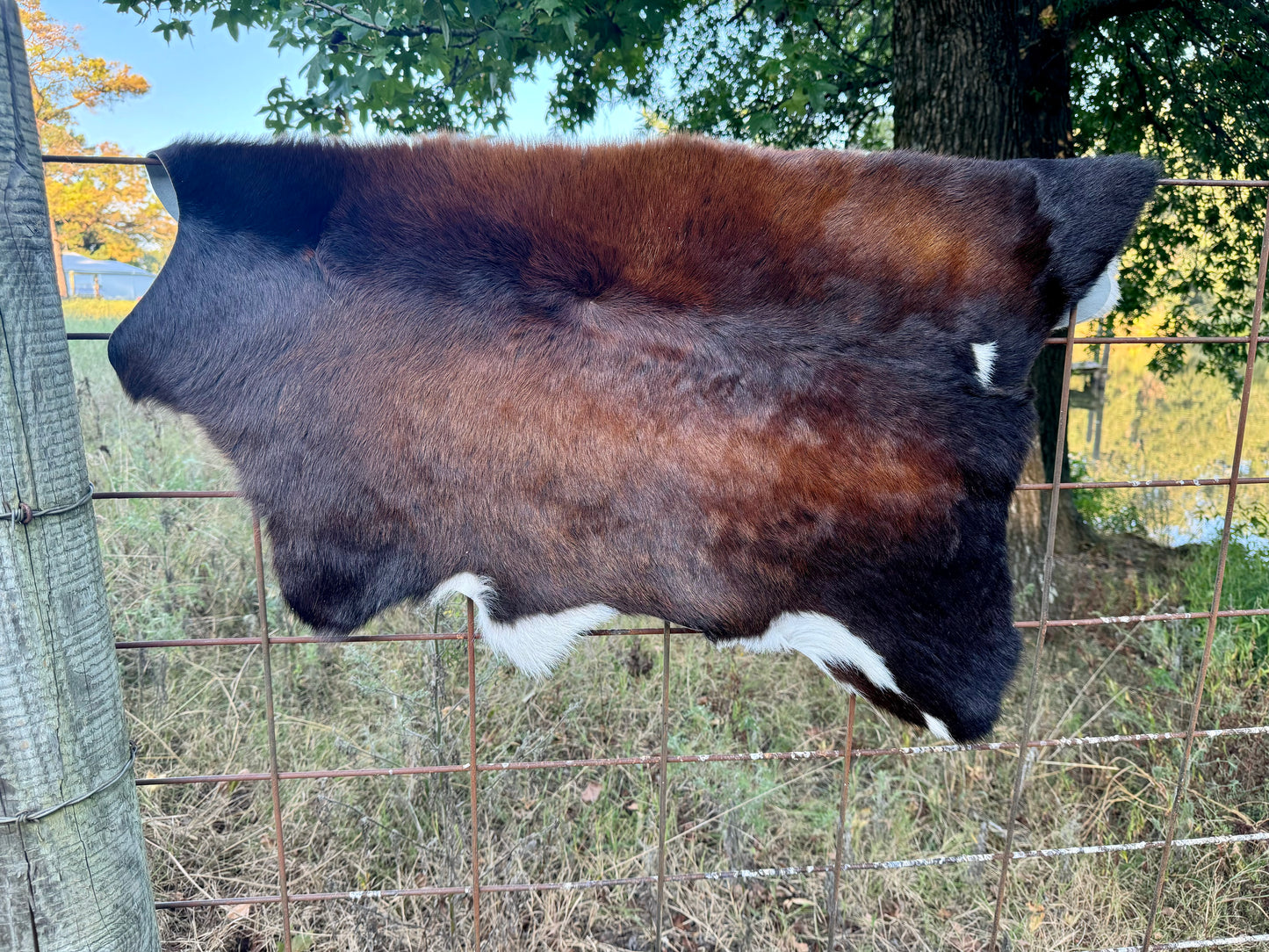Tornisol Calf Hide