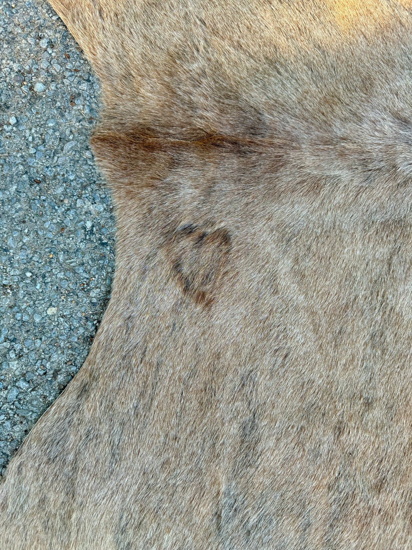 Lightly Brindled Tan Cowhide Rug 7X6.5'