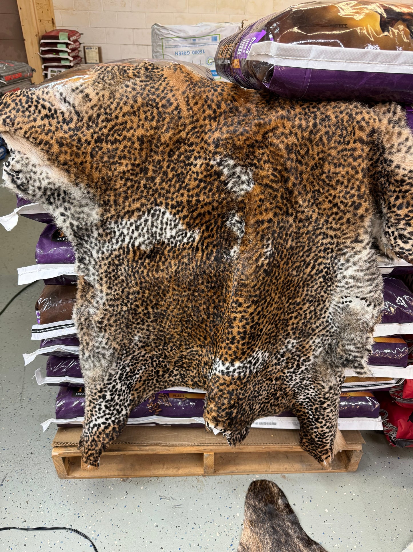 Exotic Print Leopard Hide