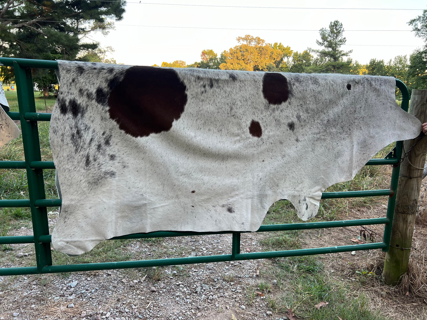Jumbo Tri Salt & Pepper Cowhide Rug Lg Spots 8X7.5
