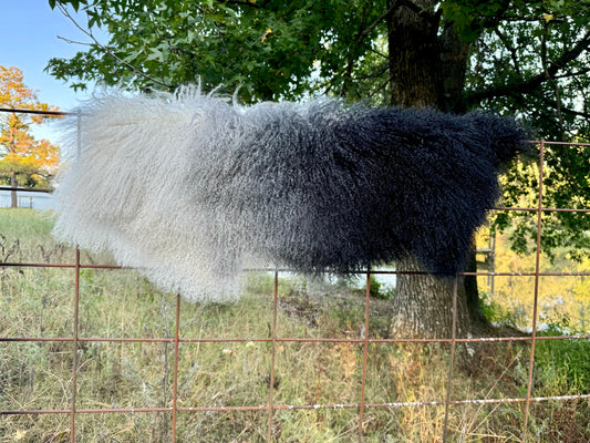Tibetan Wooly Hide