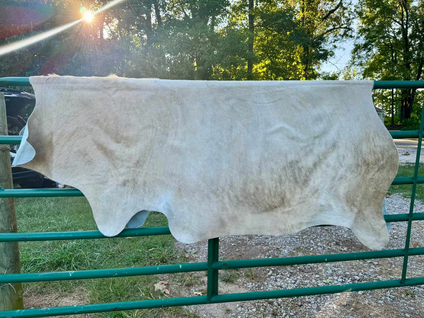 Tan Jumbo Cowhide Rug 7.5X6.5'