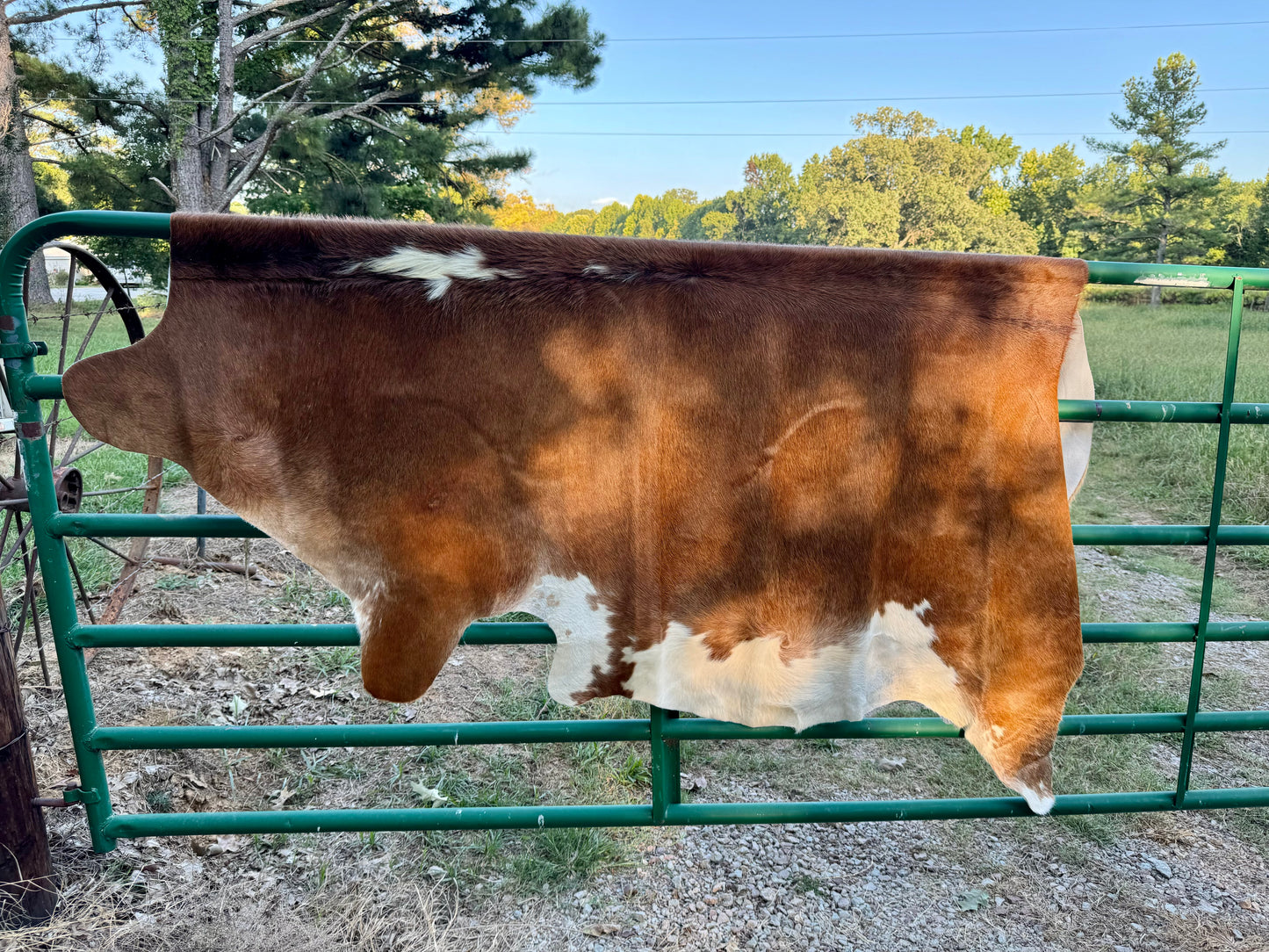 Lighter Hereford Cowhide Rug 7X7'